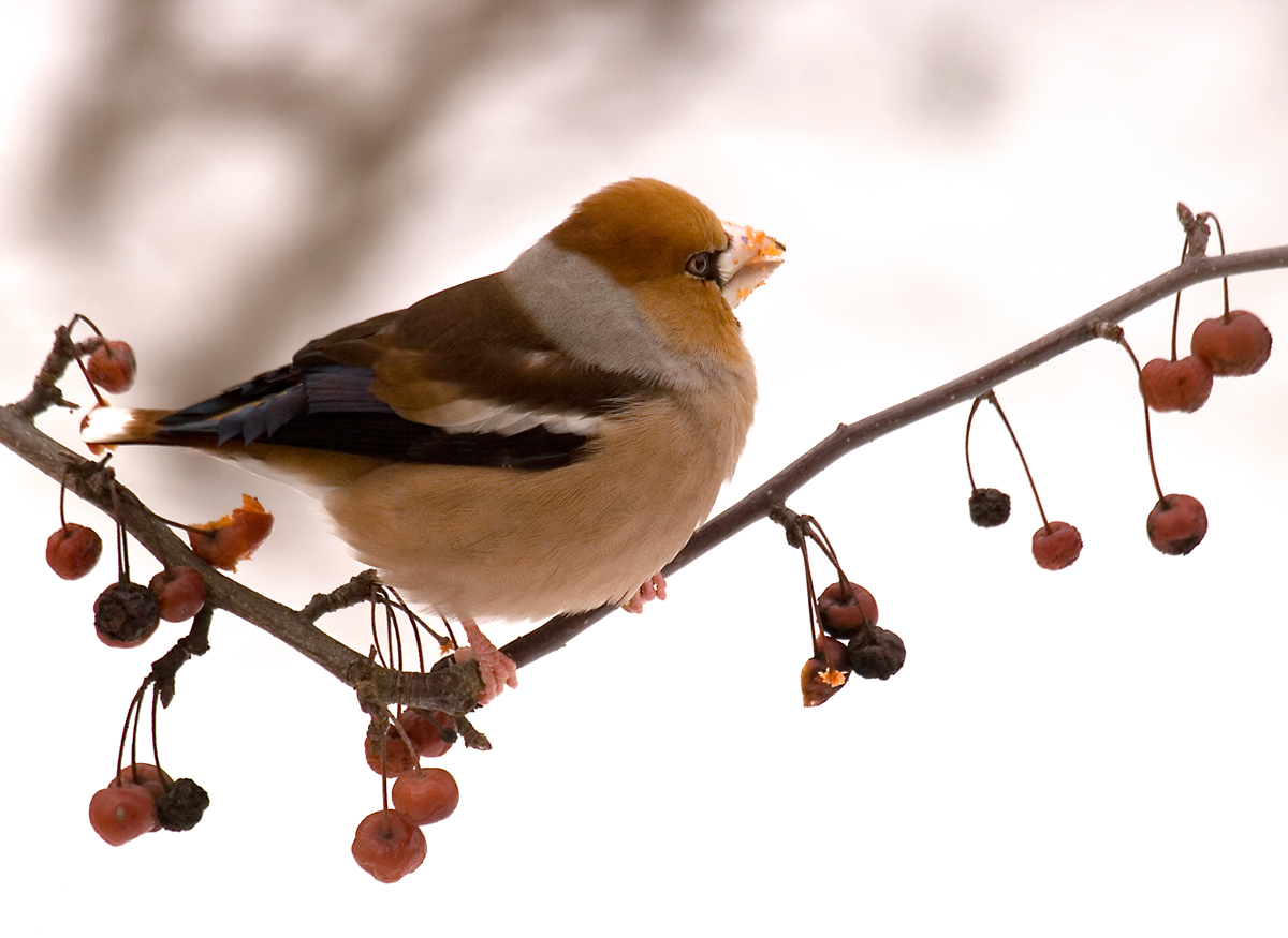 Coccothraustes coccothraustes