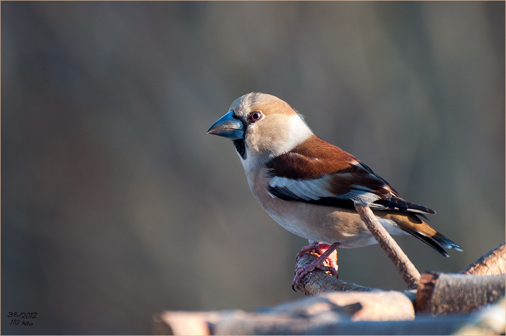 Coccothraustes coccothraustes