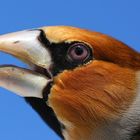 coccothraustes coccothraustes