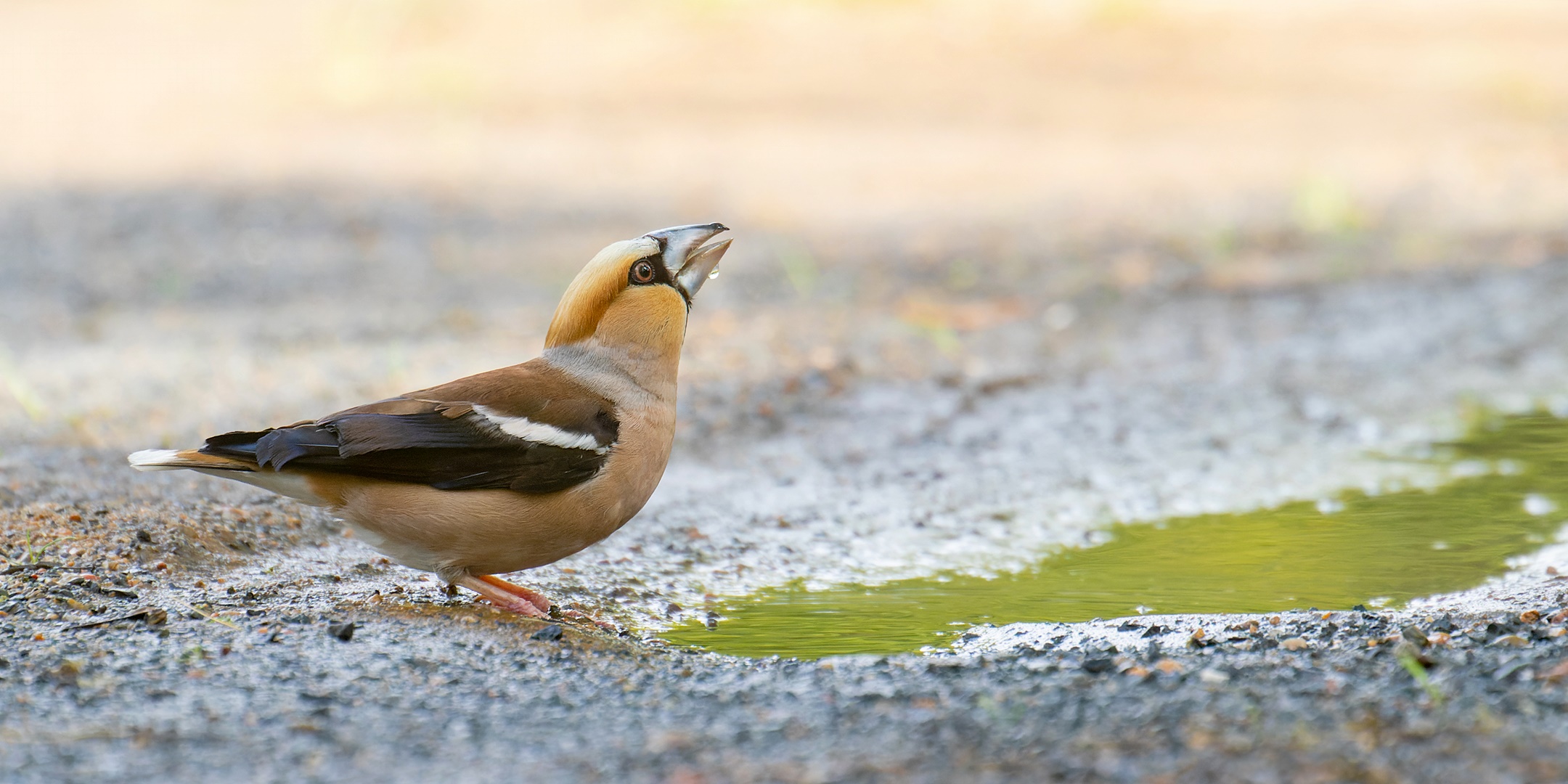 Coccothraustes coccothraustes - der König trinkt aus einer Pfütze