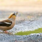 Coccothraustes coccothraustes - der König trinkt aus einer Pfütze