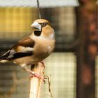 Coccothraustes coccothraustes