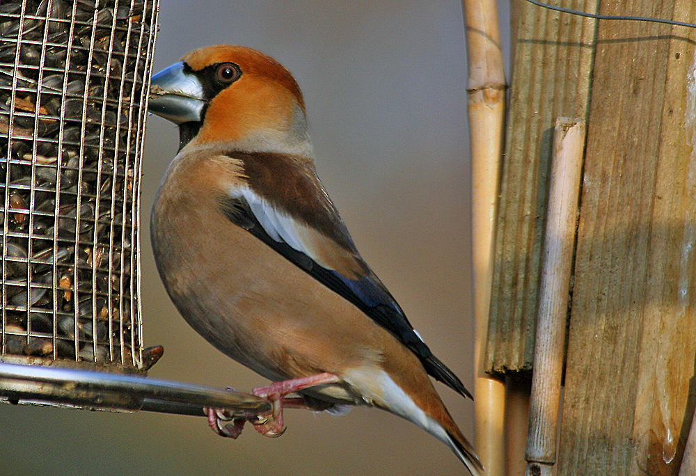 Coccothraustes coccothraustes - Kernbeißer