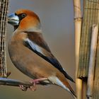 Coccothraustes coccothraustes - Kernbeißer