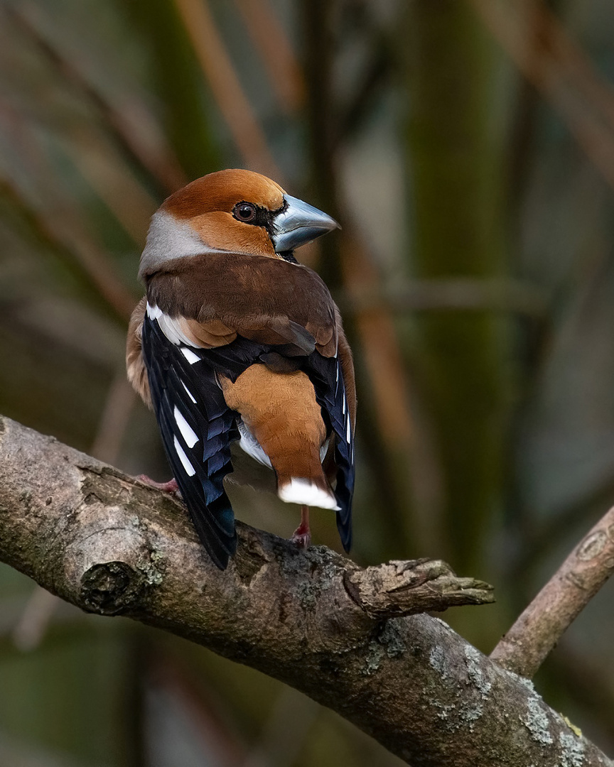 Coccothraustes coccothraustes - Kernbeißer