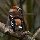 Coccothraustes coccothraustes - Kernbeißer