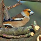 Coccothraustes coccothraustes - Kernbeißer