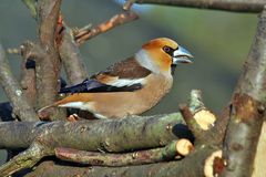 Coccothraustes coccothraustes - Kernbeißer