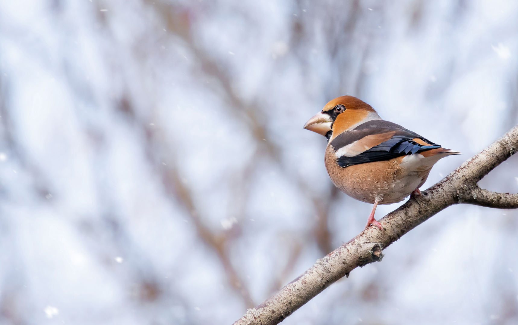 Coccothraustes coccothraustes - Kernbeißer im Winter