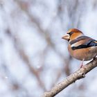 Coccothraustes coccothraustes - Kernbeißer im Winter