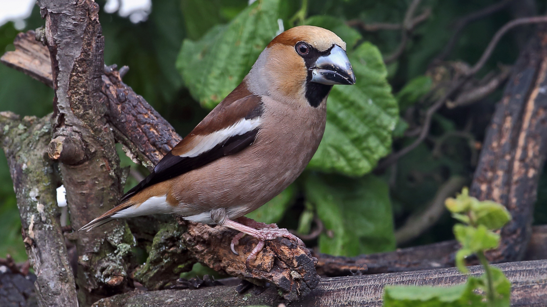 Coccothraustes coccothraustes - Kernbeißer und unser größter Fink