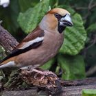 Coccothraustes coccothraustes - Kernbeißer und unser größter Fink