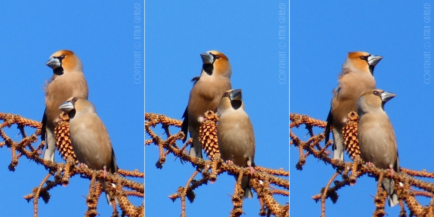 Coccothraustes coccothraustes [Triptychon]