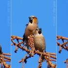 Coccothraustes coccothraustes [Triptychon]