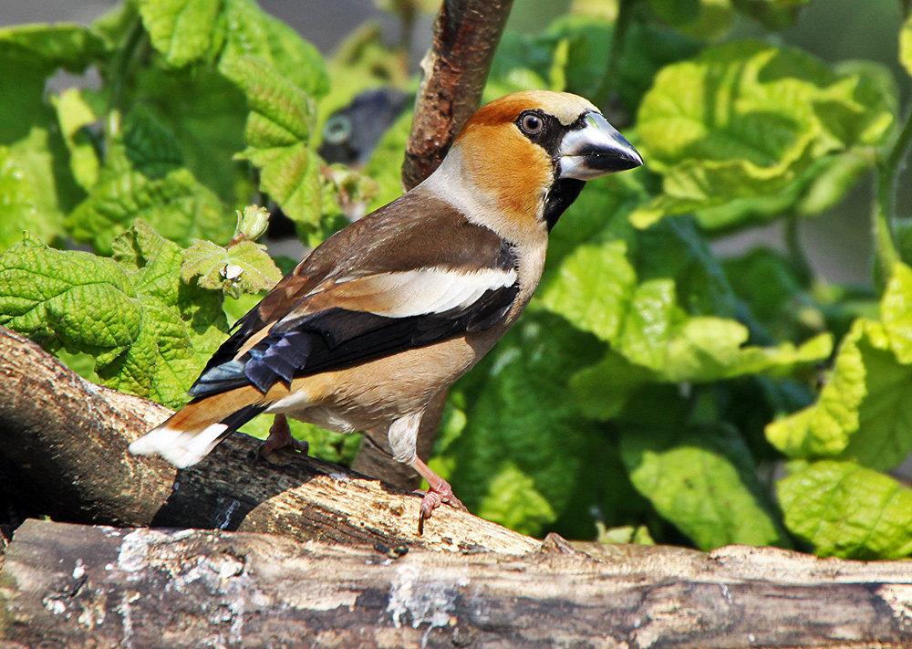 Coccothraustes coccotraustes-Kernbeißer zum ersten mal in diesem Jahr...