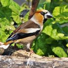 Coccothraustes coccotraustes-Kernbeißer zum ersten mal in diesem Jahr...