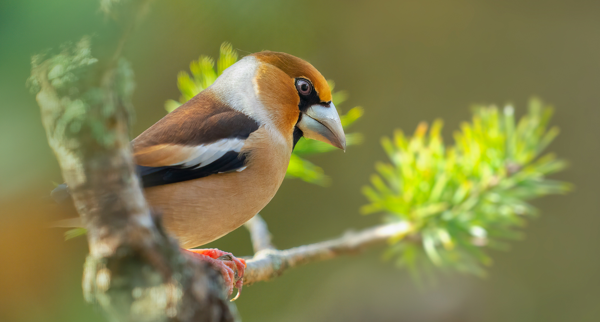 coccotHraustescOccothraustes