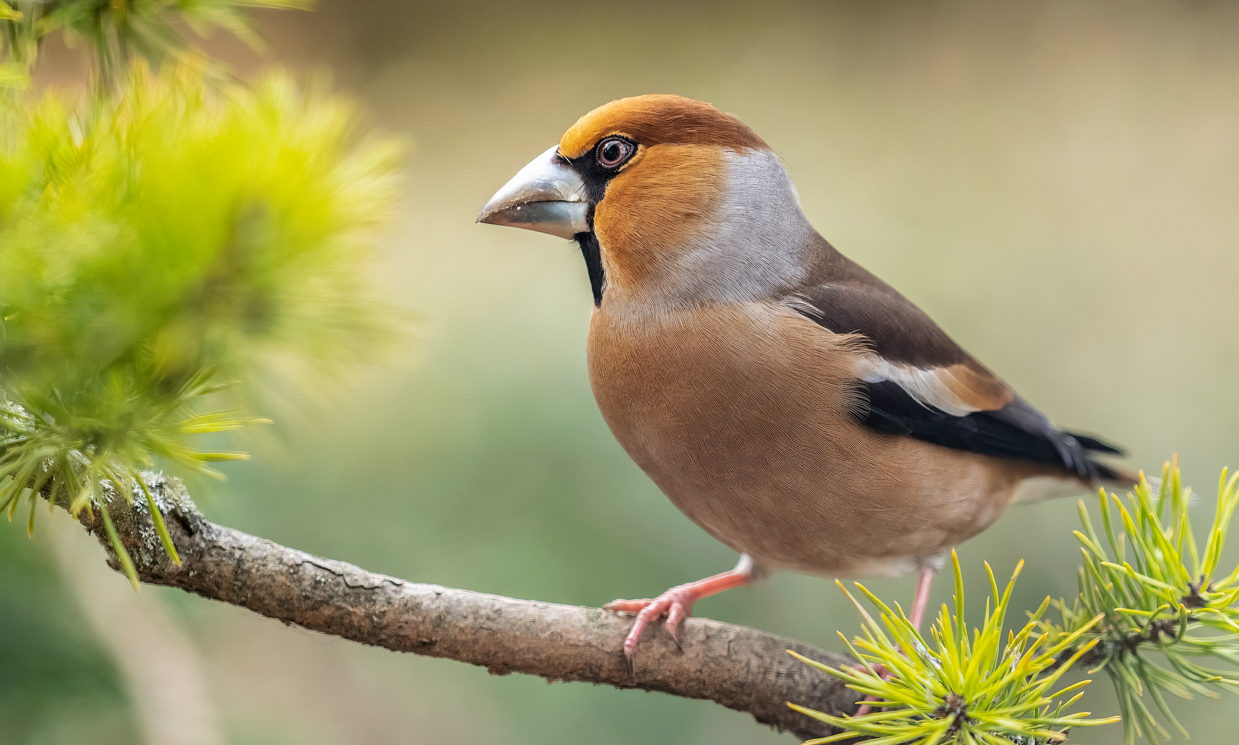 coccotHraustescOccothraustes II