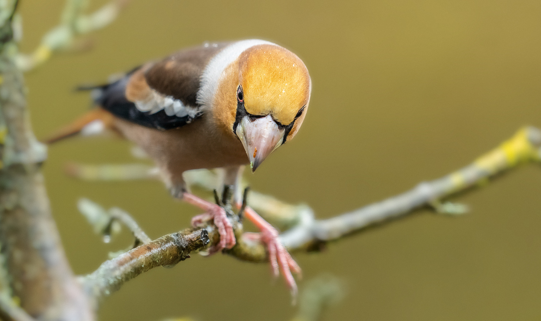 coccotHraustescOccothraustes III