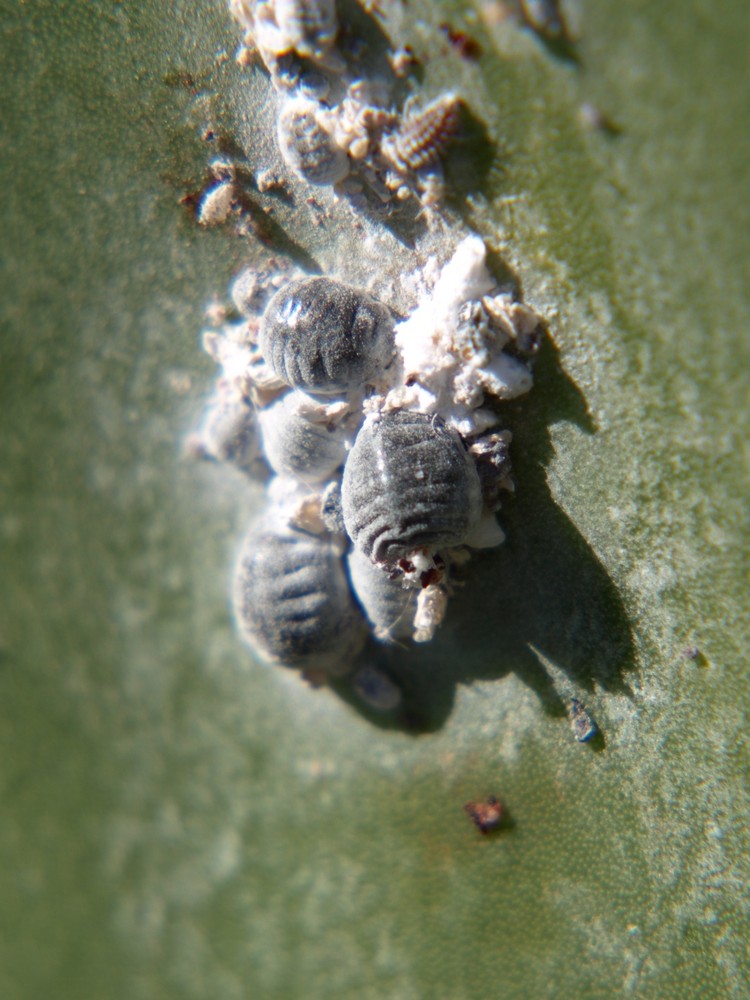 Cochenillen Schildläuse auf Feigenkaktus