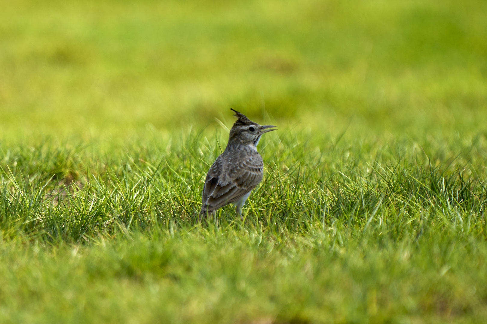 Cochevis huppé