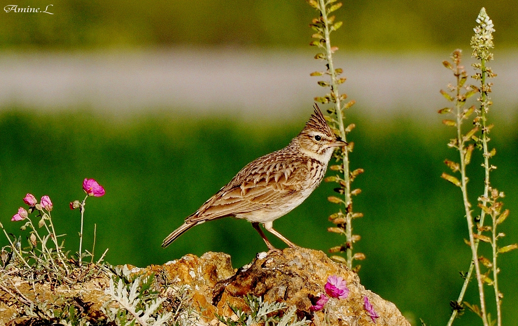 Cochevis huppé