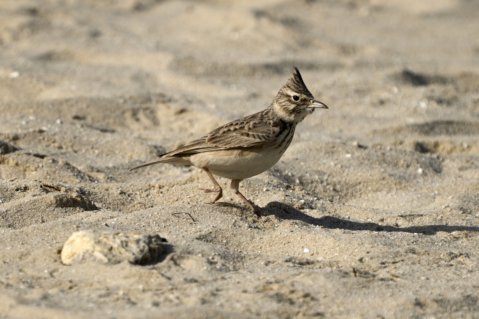 Cochevis huppé (Crested lark)