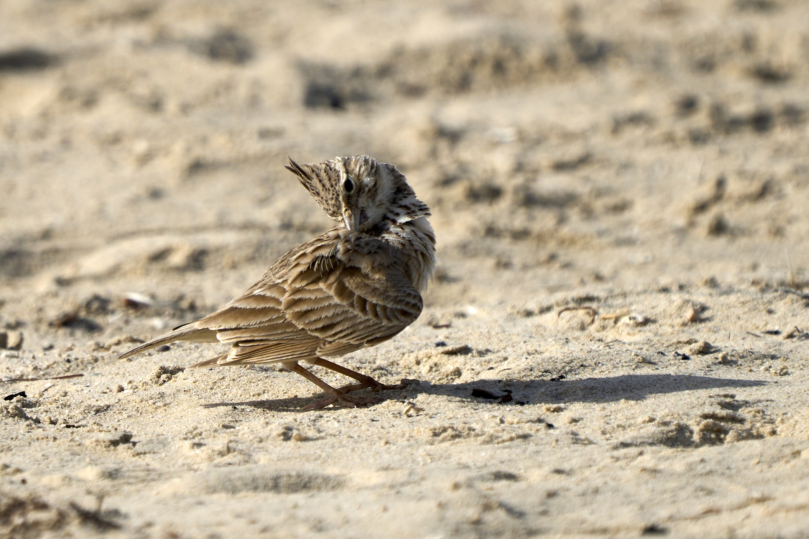 Cochevis huppé (Crested lark)