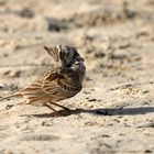 Cochevis huppé (Crested lark)