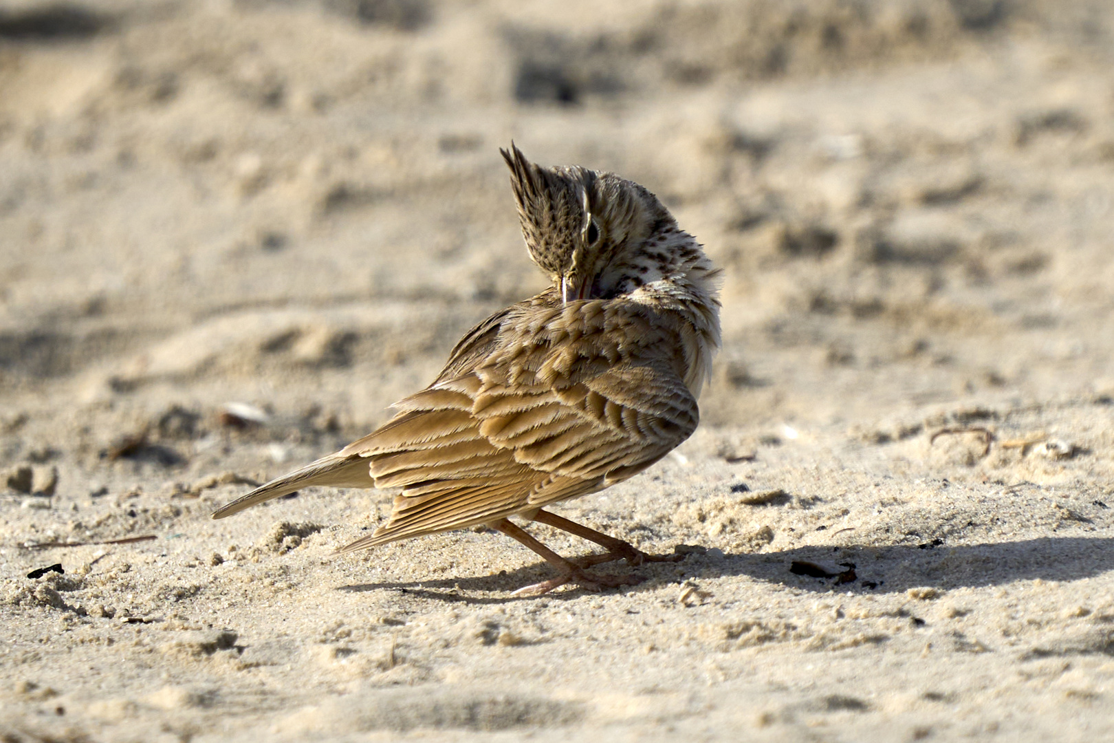 Cochevis huppé (Crested lark)