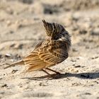 Cochevis huppé (Crested lark)