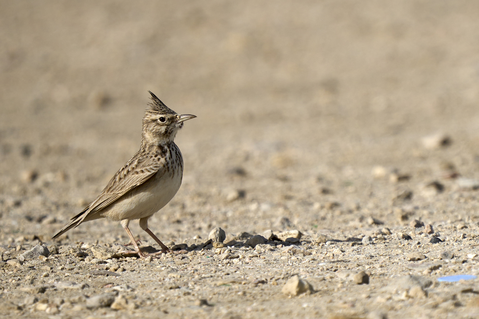 Cochevis huppé (Crested lark)