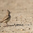 Cochevis huppé (Crested lark)