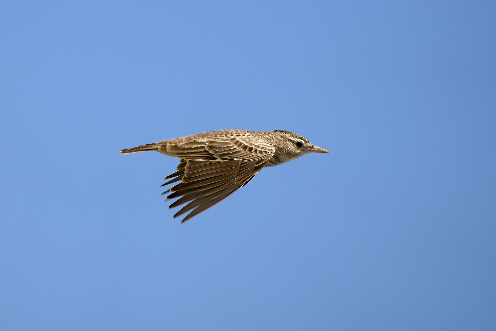 Cochevis huppé (Crested lark)