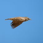 Cochevis huppé (Crested lark)