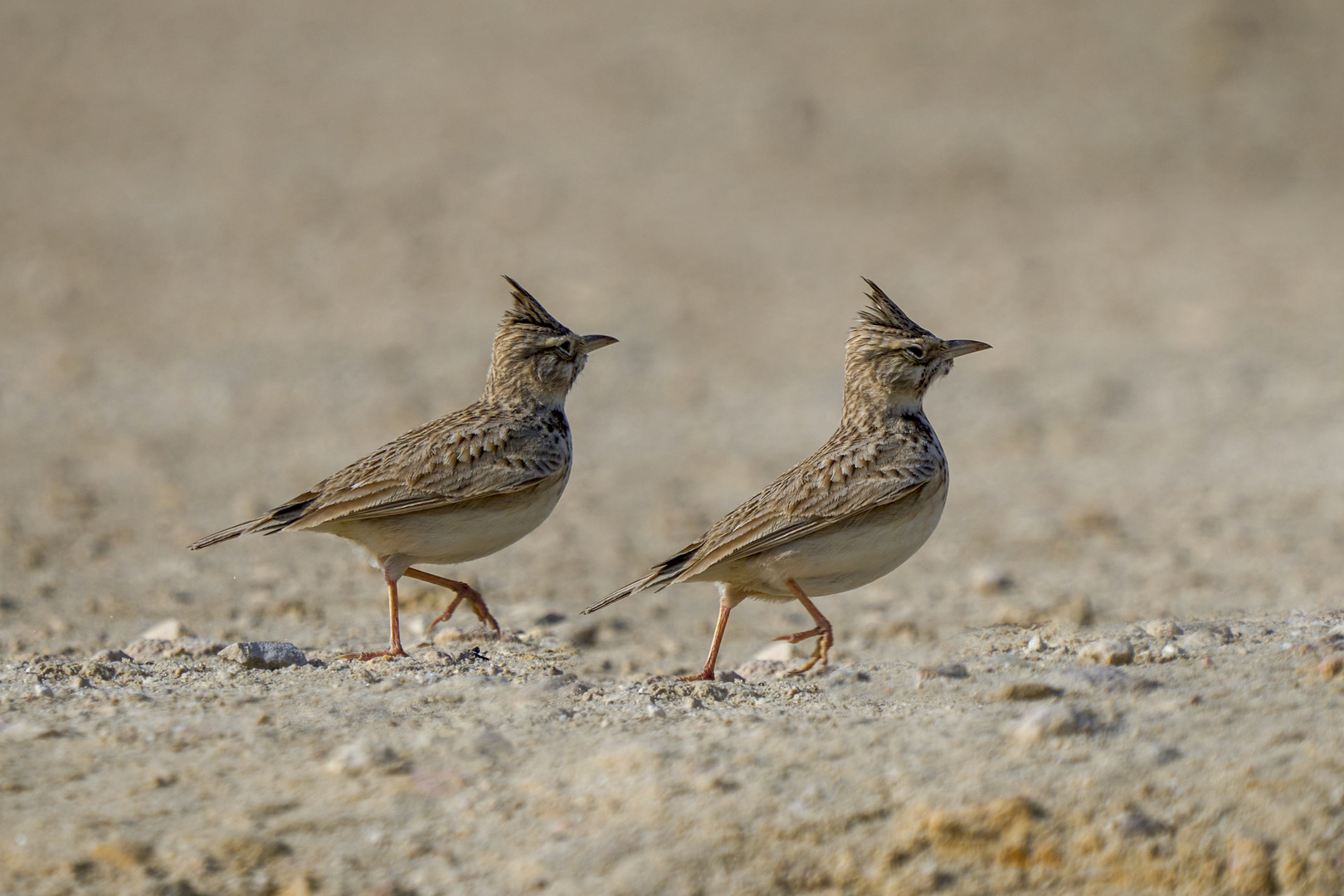 Cochevis huppé (Crested lark)