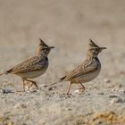 Cochevis huppé (Crested lark)