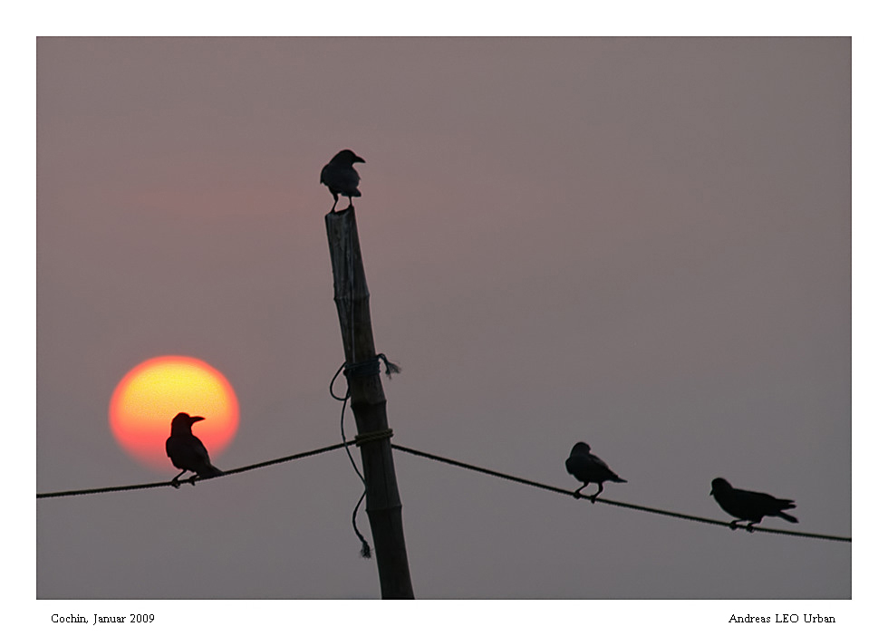 Cochin sunset