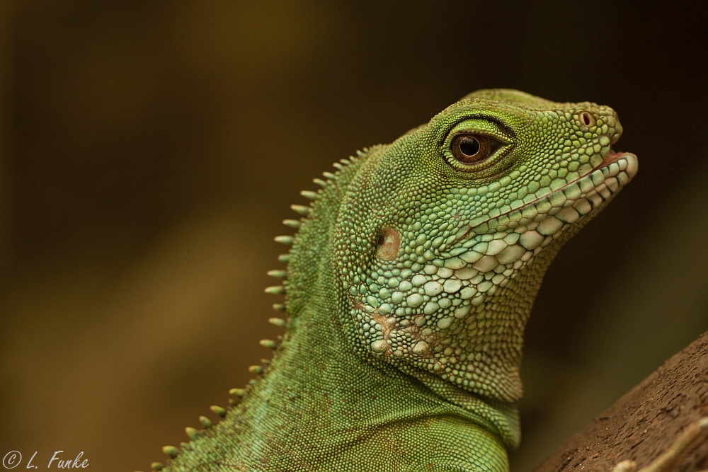 Cochinchina - Wasseragame