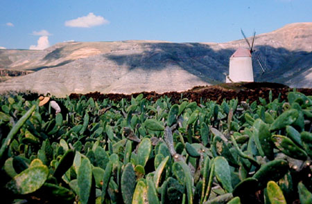 Cochinille-Farm bei La Haria (Lanzarote)