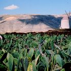 Cochinille-Farm bei La Haria (Lanzarote)