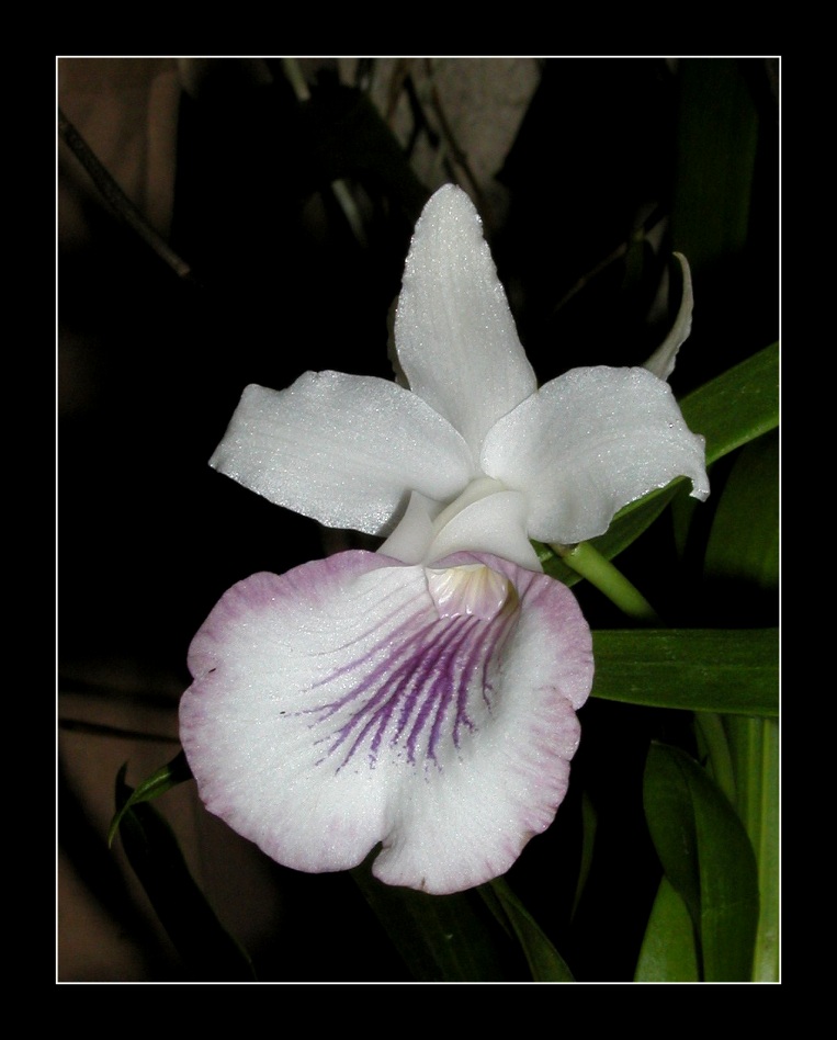 Cochleanthes - amazonica