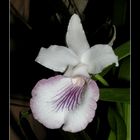 Cochleanthes - amazonica