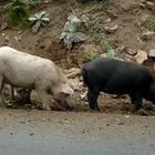 Cochon sauvage de Corse