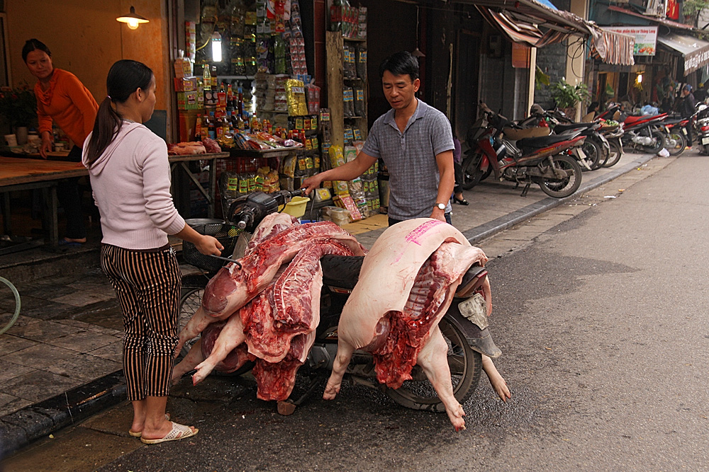 Cochons transportés sur moto au retour de l'abattoir à Hanoï au vietnam