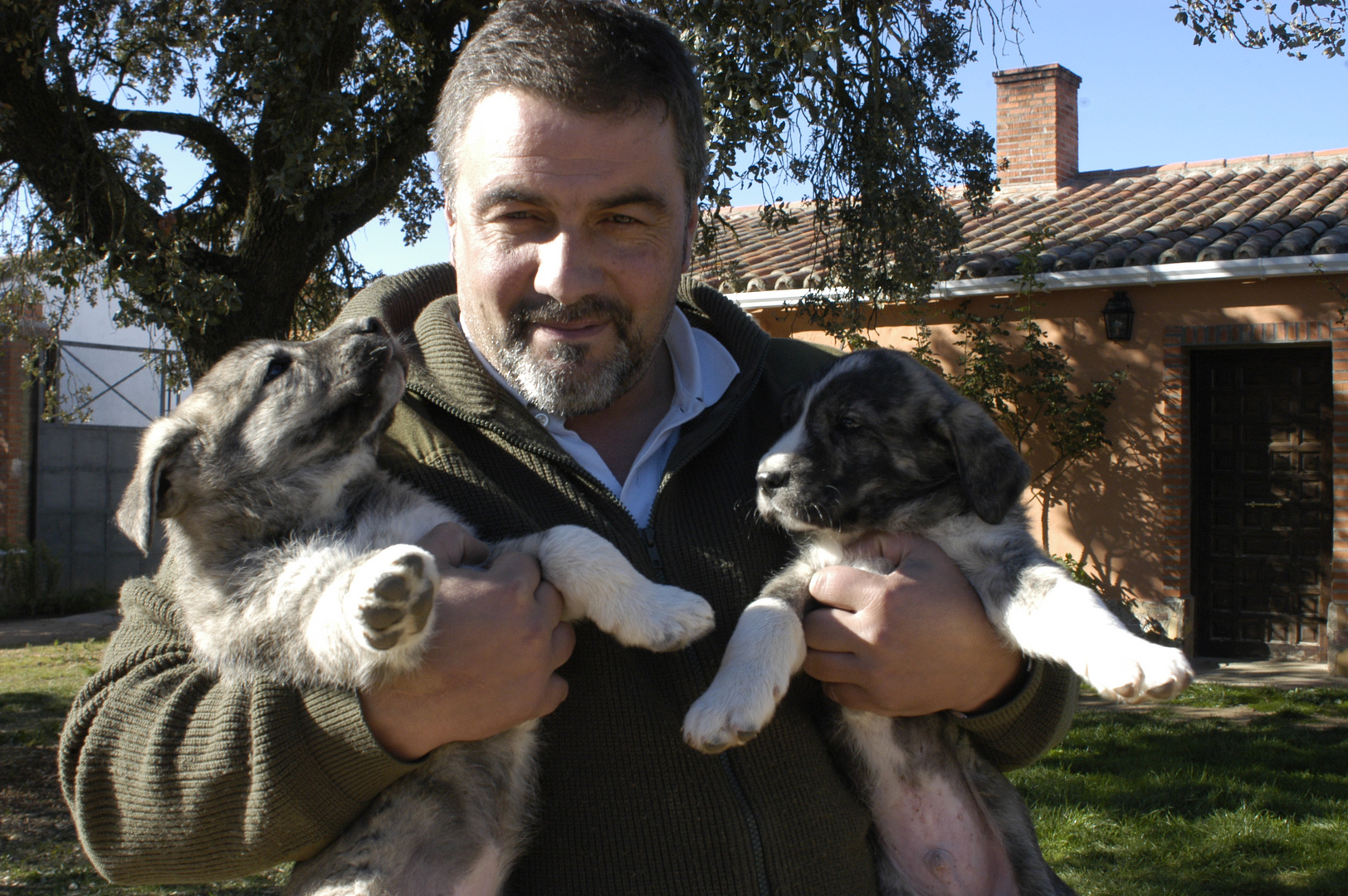 Cochorros de mastín zamorano