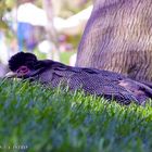 COCK AT VALENCIA ZOO