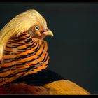 Cock