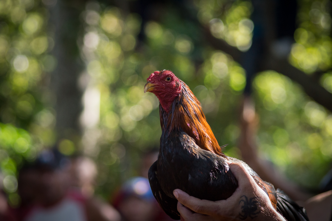 Cock fight: before...