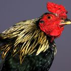 Cock Indonesia